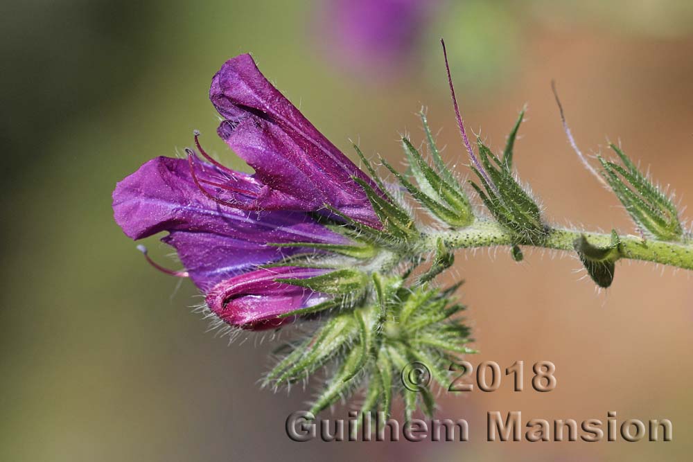 Echium plantagineum