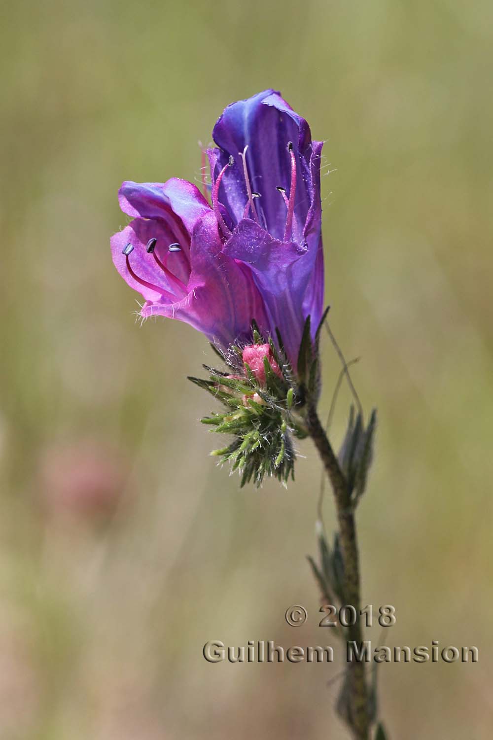 Echium plantagineum