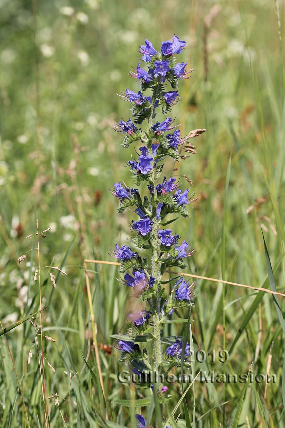 Echium vulgare