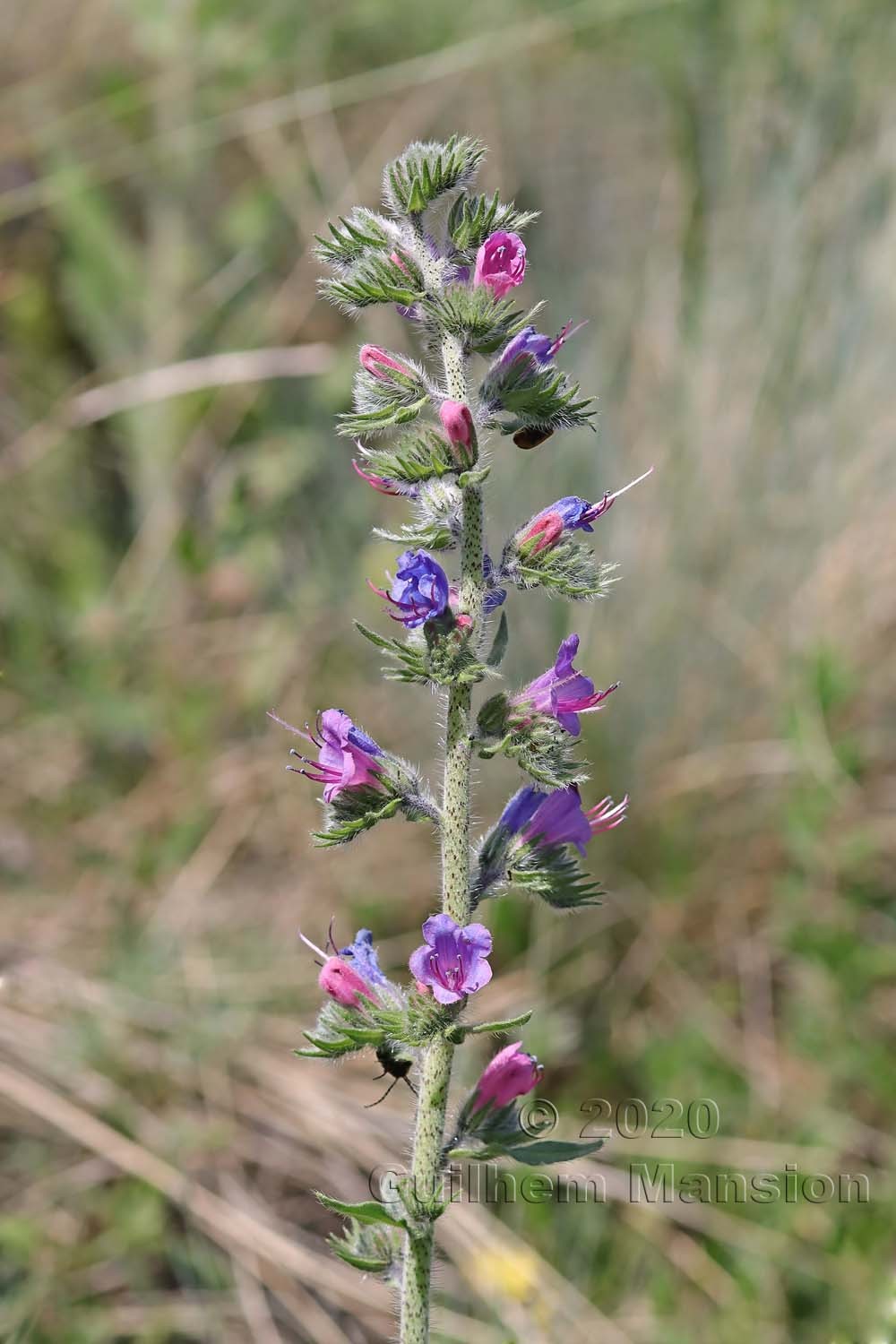 Echium vulgare