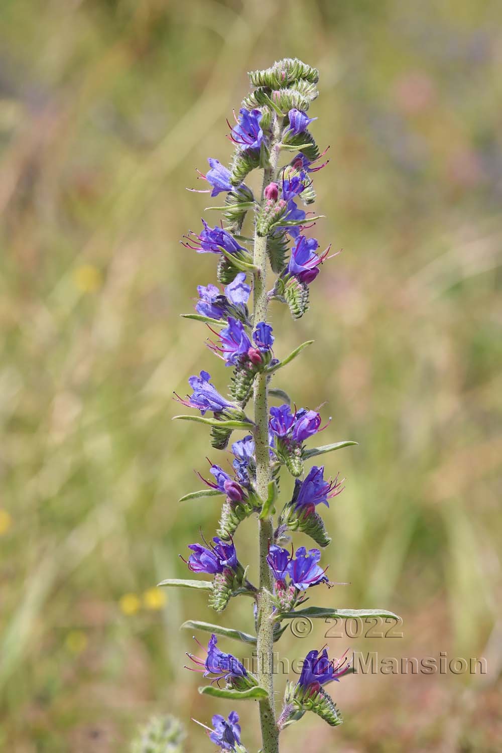 Echium vulgare