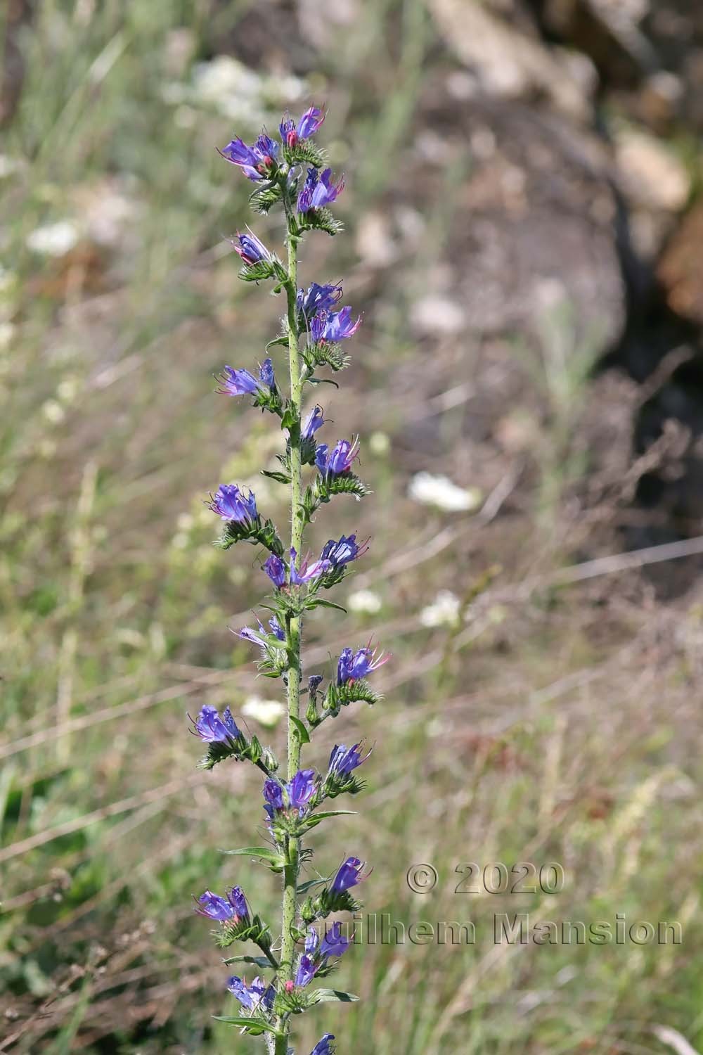 Echium vulgare