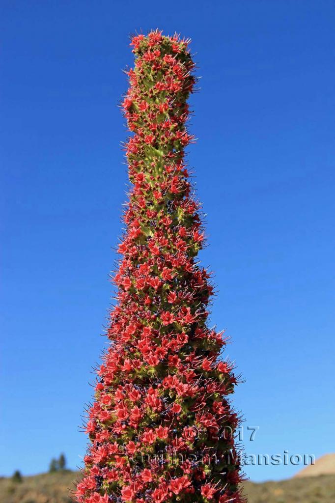 Echium wildpretii