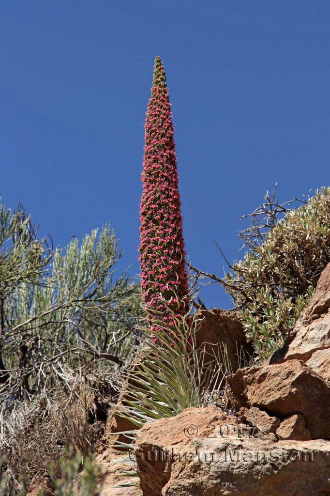 Echium wildpretii