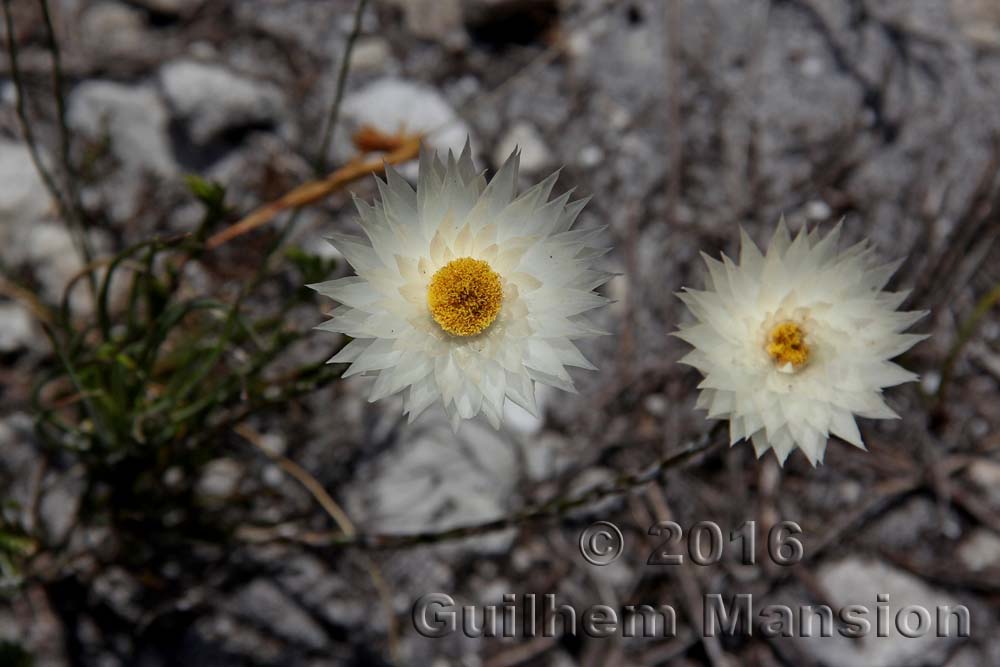 Edmondia sesamoides