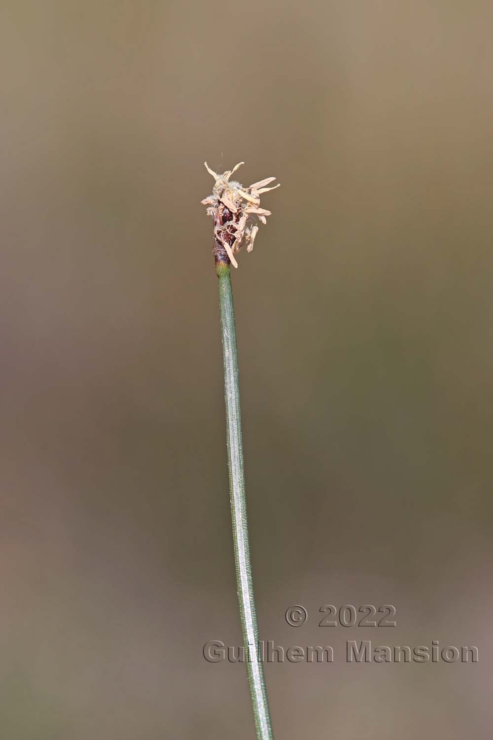 Eleocharis palustris