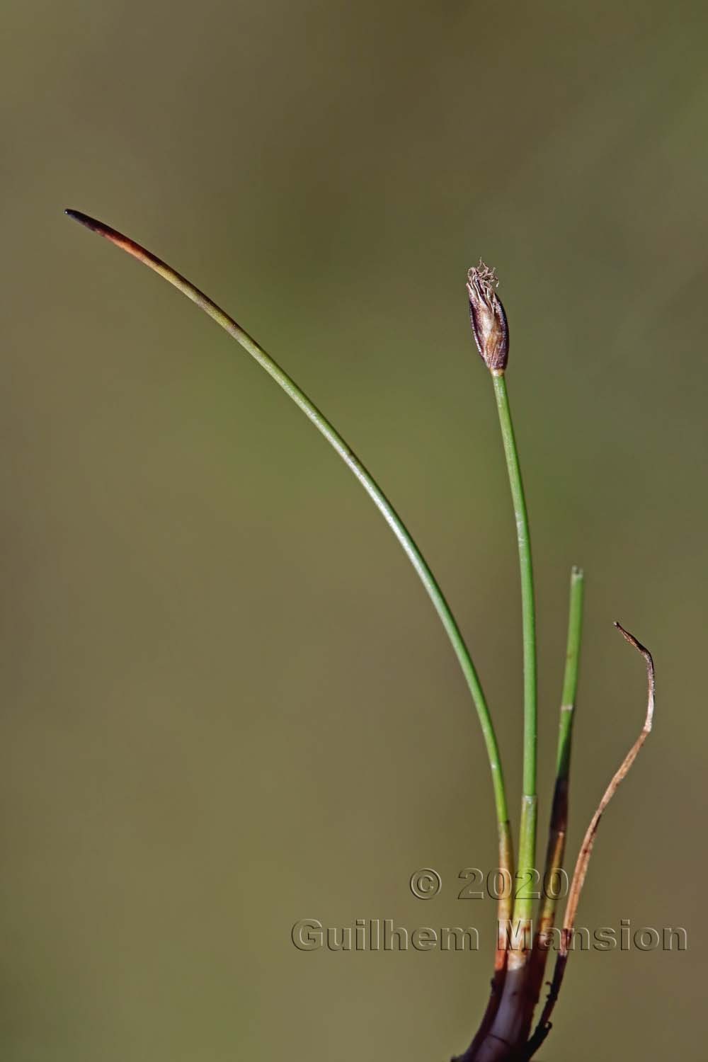 Eleocharis quinqueflora