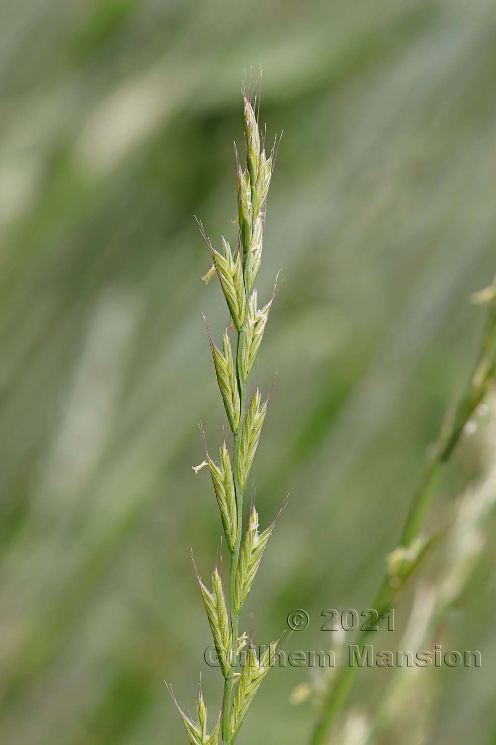 Elymus caninus