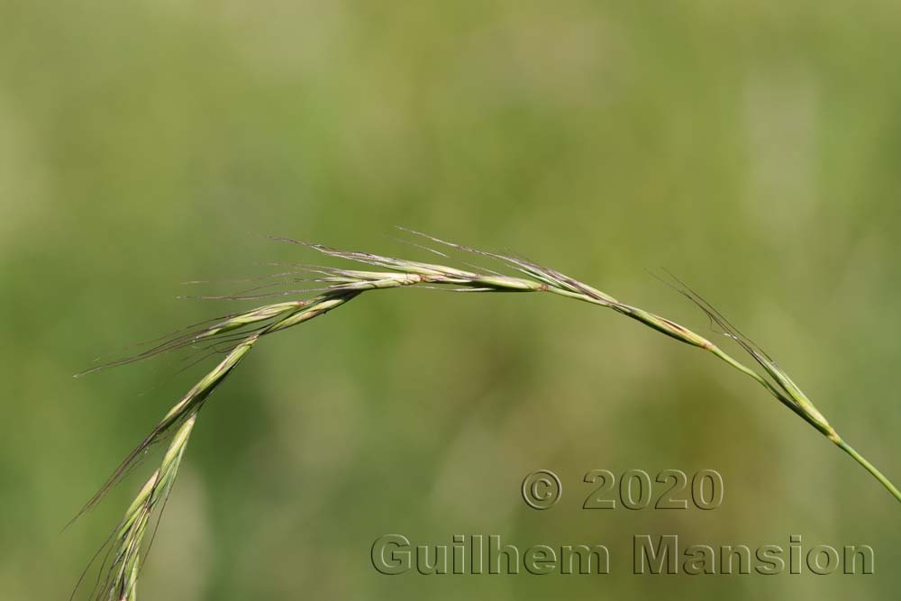 Elymus caninus