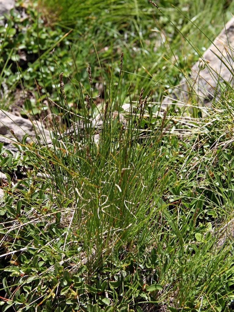 Carex [Elyna] myosuroides