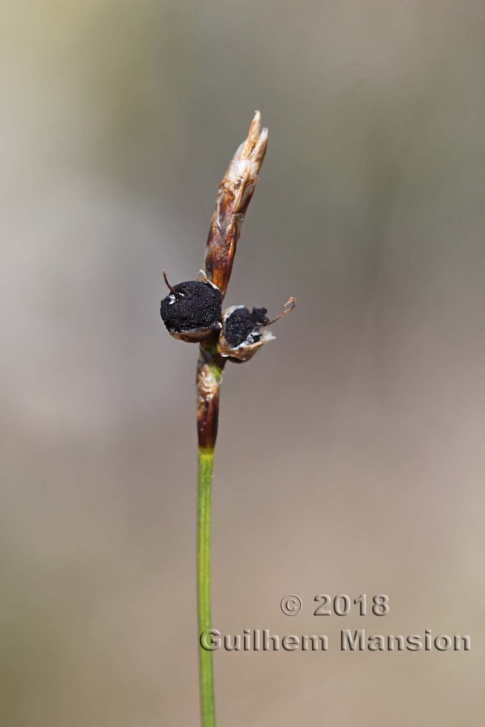 Carex [Elyna] myosuroides