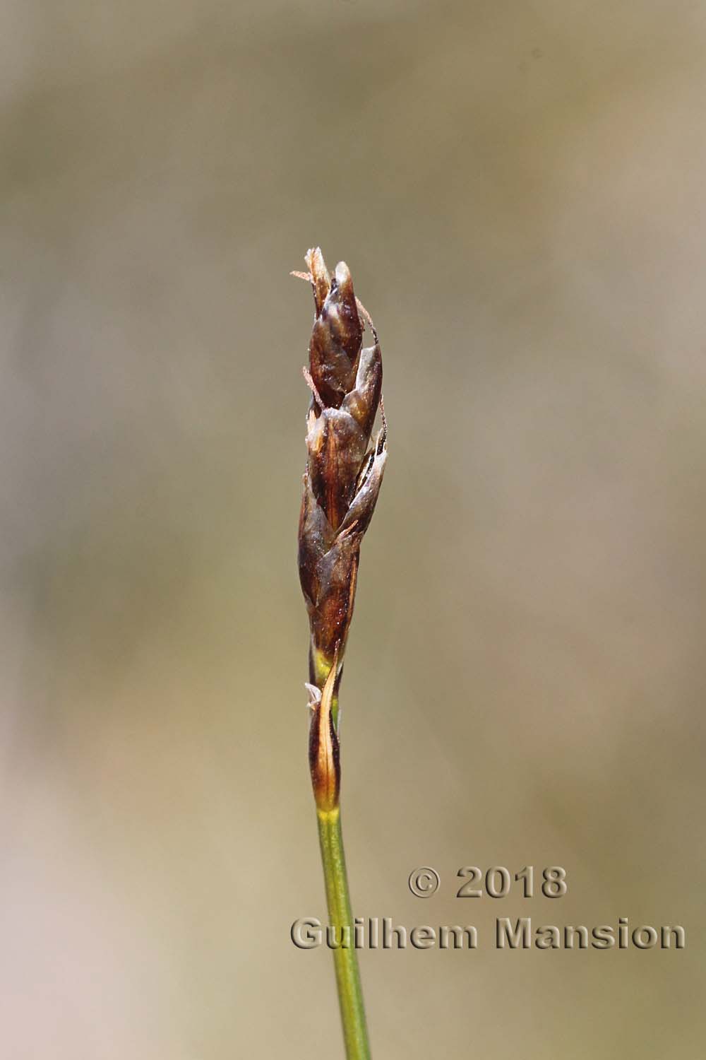 Carex [Elyna] myosuroides