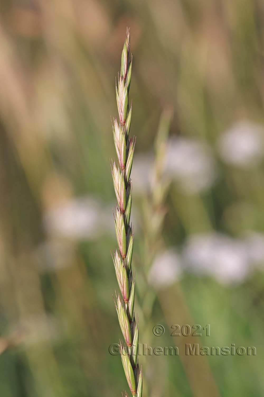 Elytrigia [Elymus] repens 