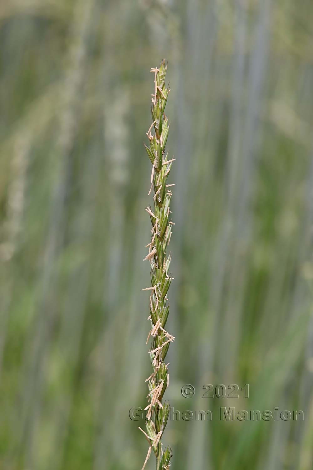 Elytrigia [Elymus] repens