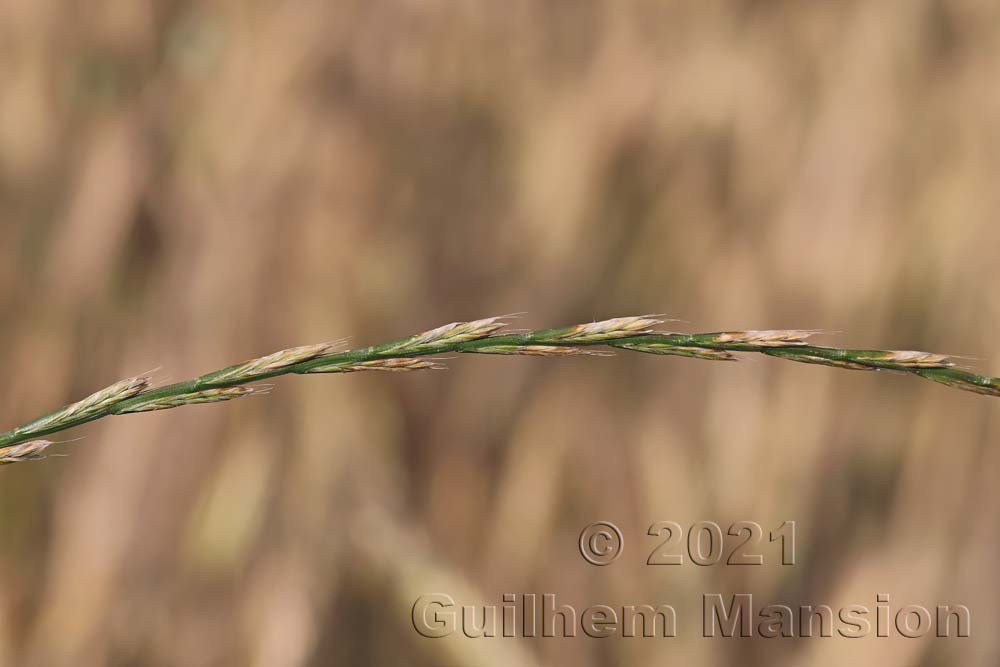 Elytrigia [Elymus] repens 