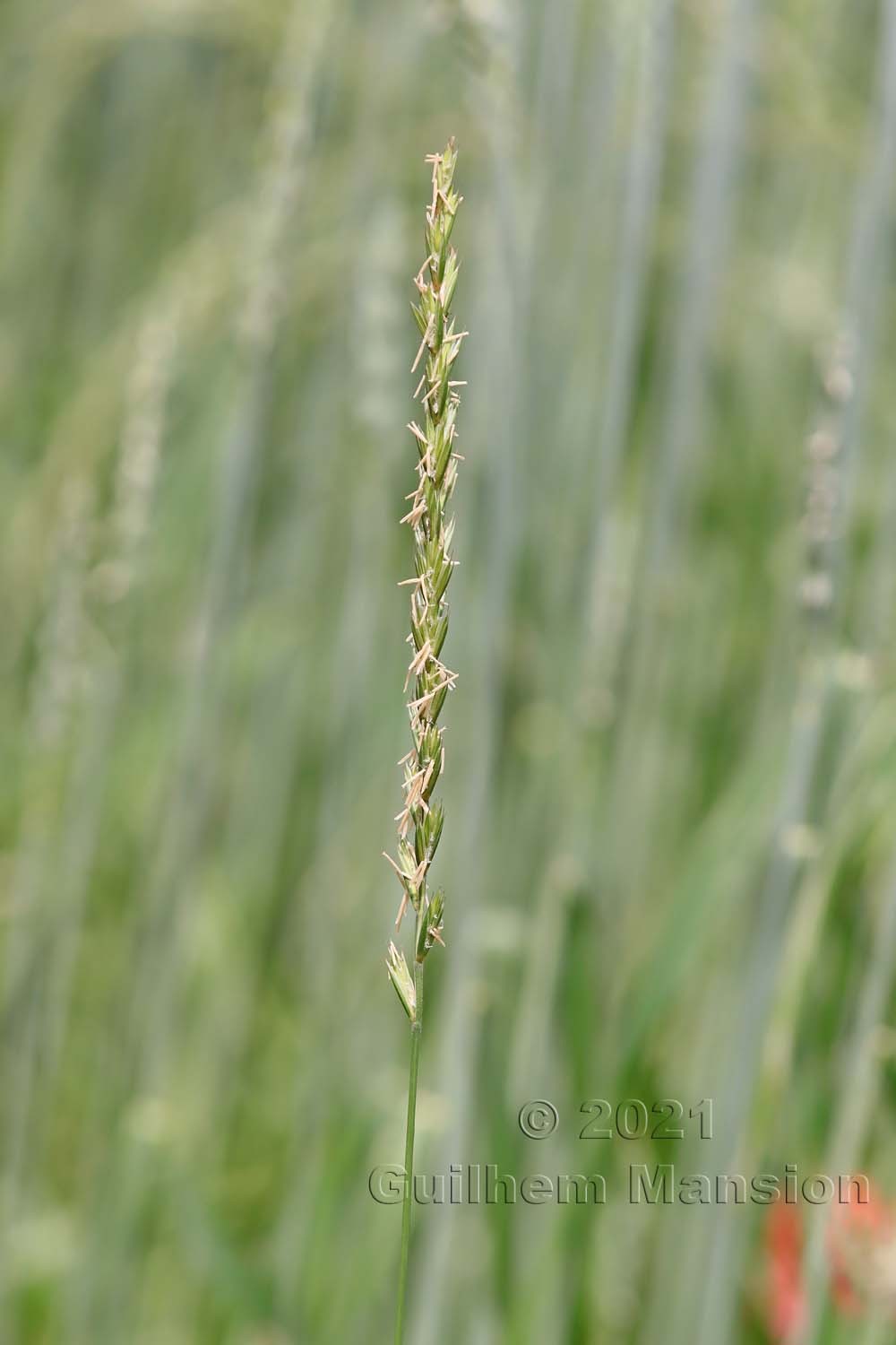 Elytrigia [Elymus] repens