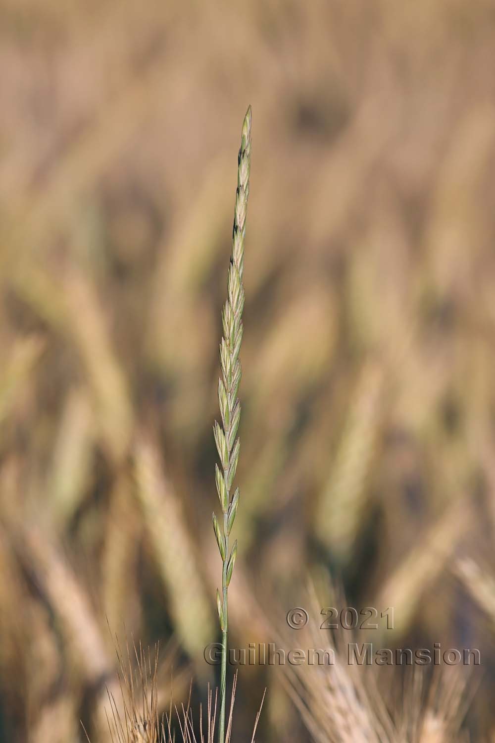 Elytrigia [Elymus] repens 