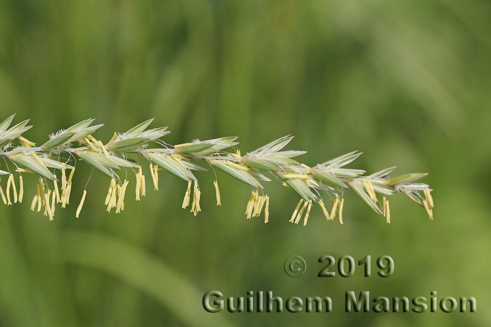 Elytrigia [Elymus] repens 