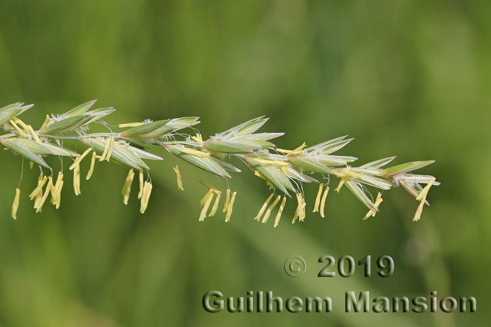 Elytrigia [Elymus] repens 