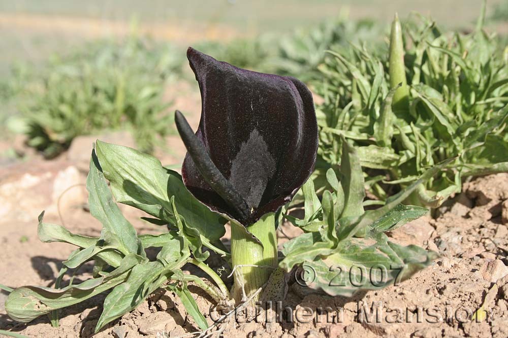 Family - Araceae