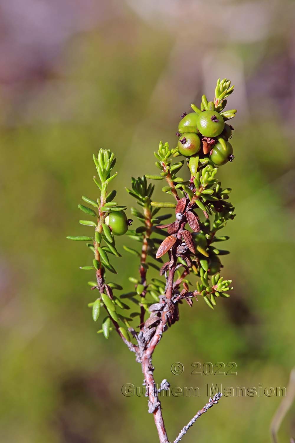 Empetrum nigrum