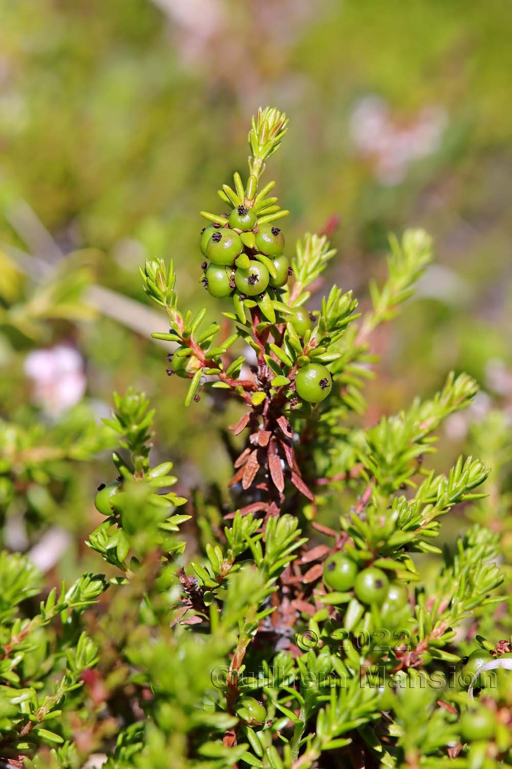 Empetrum nigrum