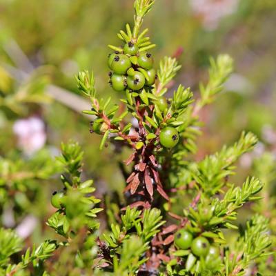 Empetrum nigrum