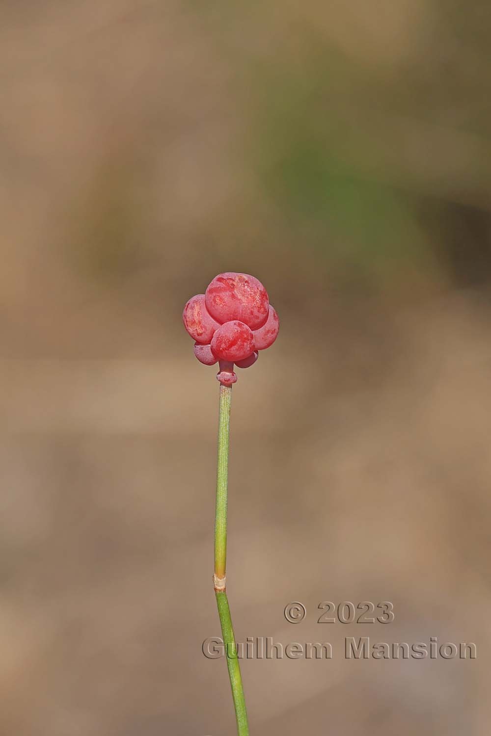 Ephedra distachya subsp. helvetica