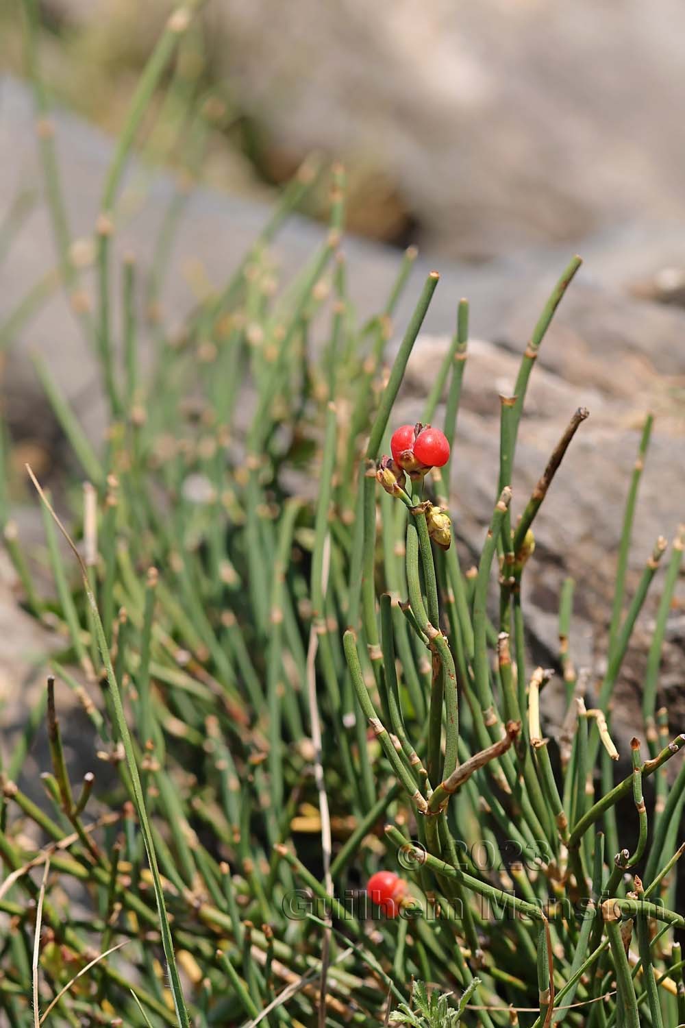 Ephedra distachya subsp. helvetica