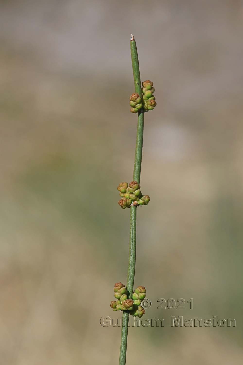 Ephedra distachya subsp. helvetica