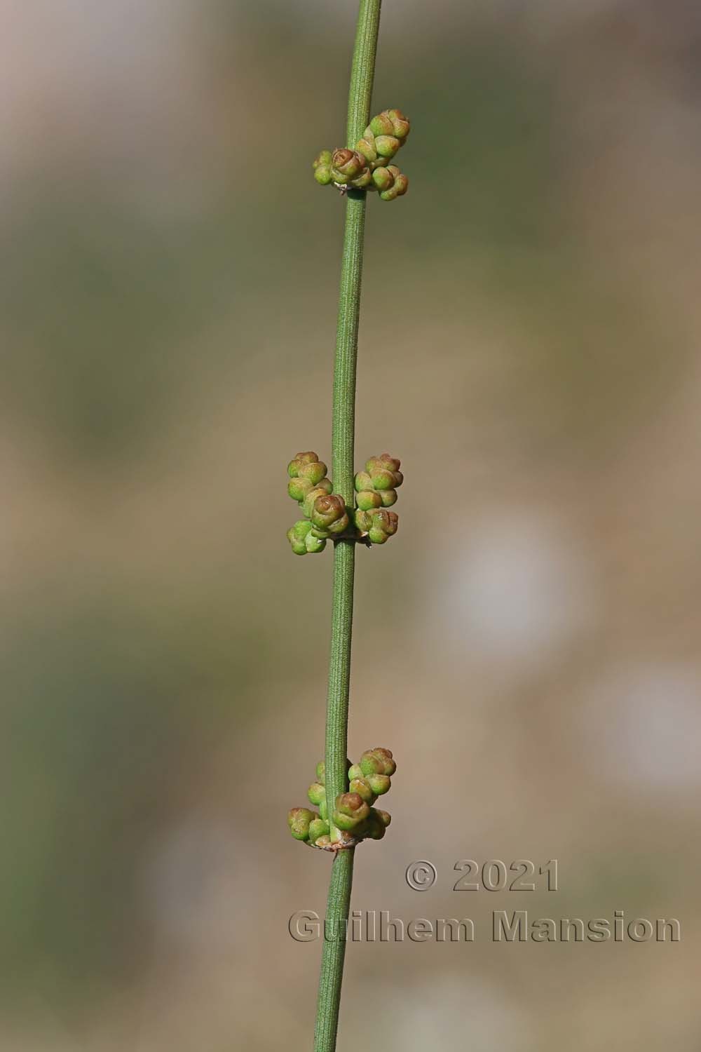 Ephedra distachya subsp. helvetica