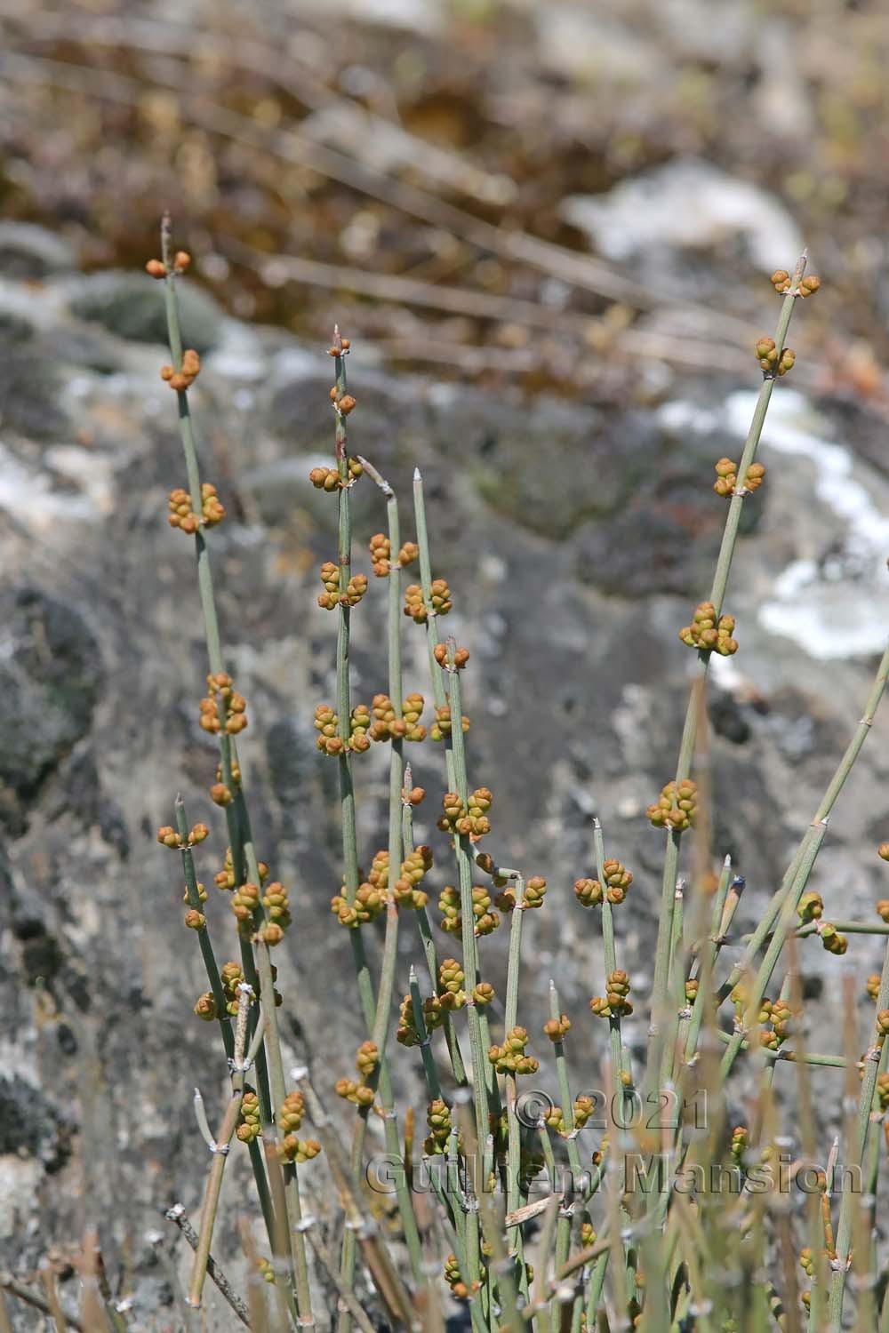 Ephedra distachya subsp. helvetica