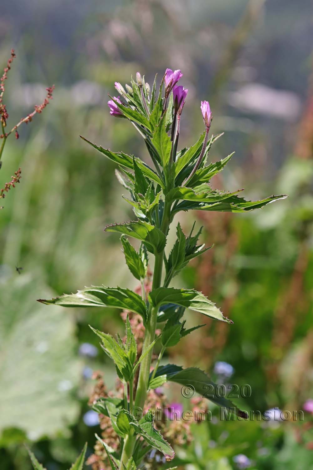 Epilobium alpestre