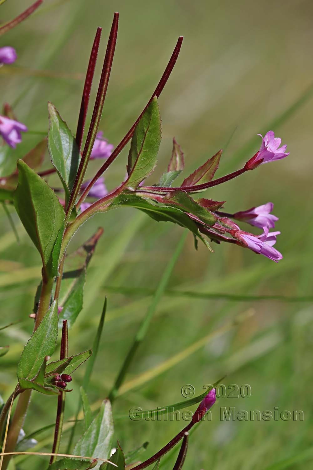 Epilobium alsinifolium