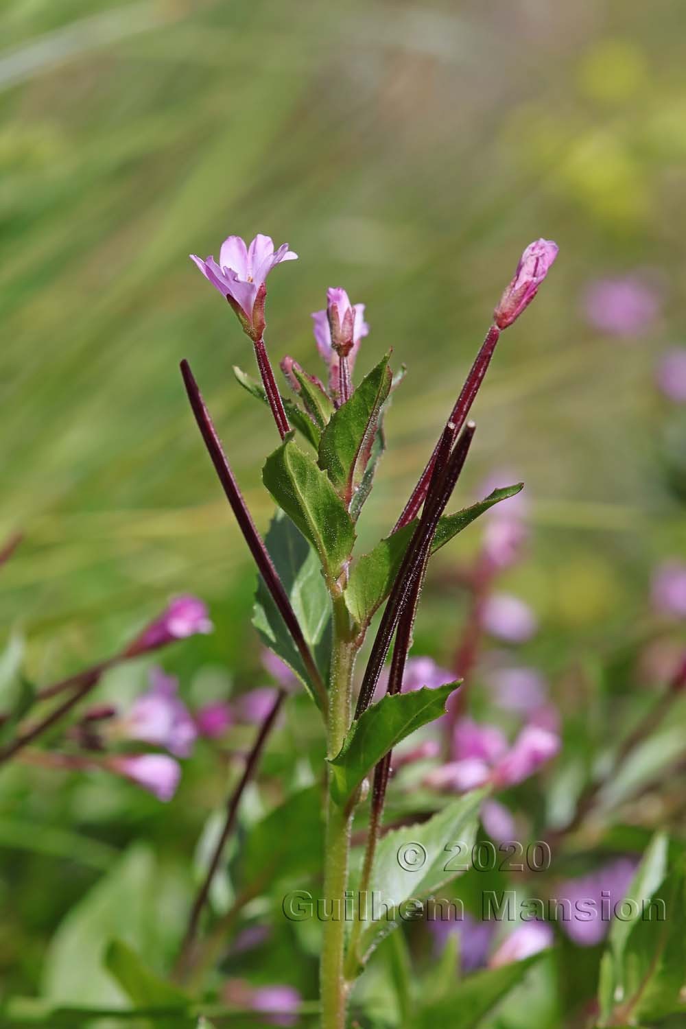 Epilobium alsinifolium