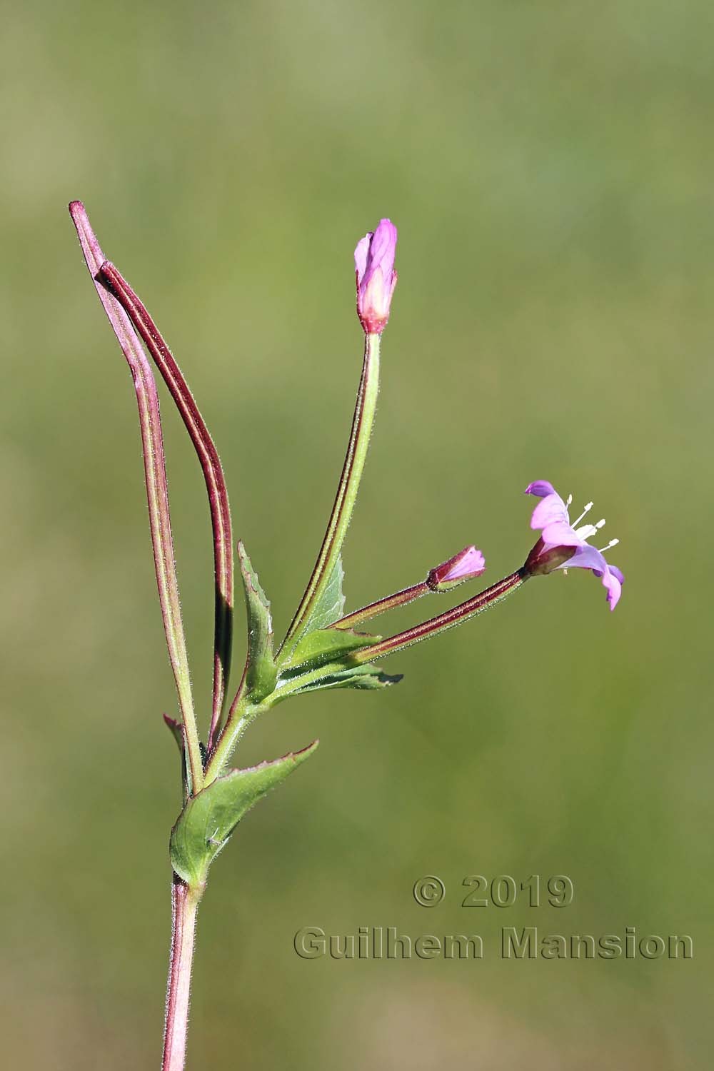 Epilobium alsinifolium