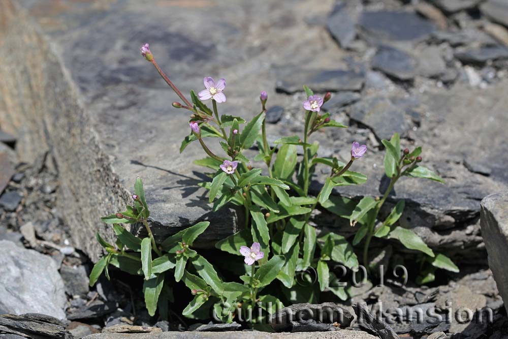 Epilobium anagallidifolium