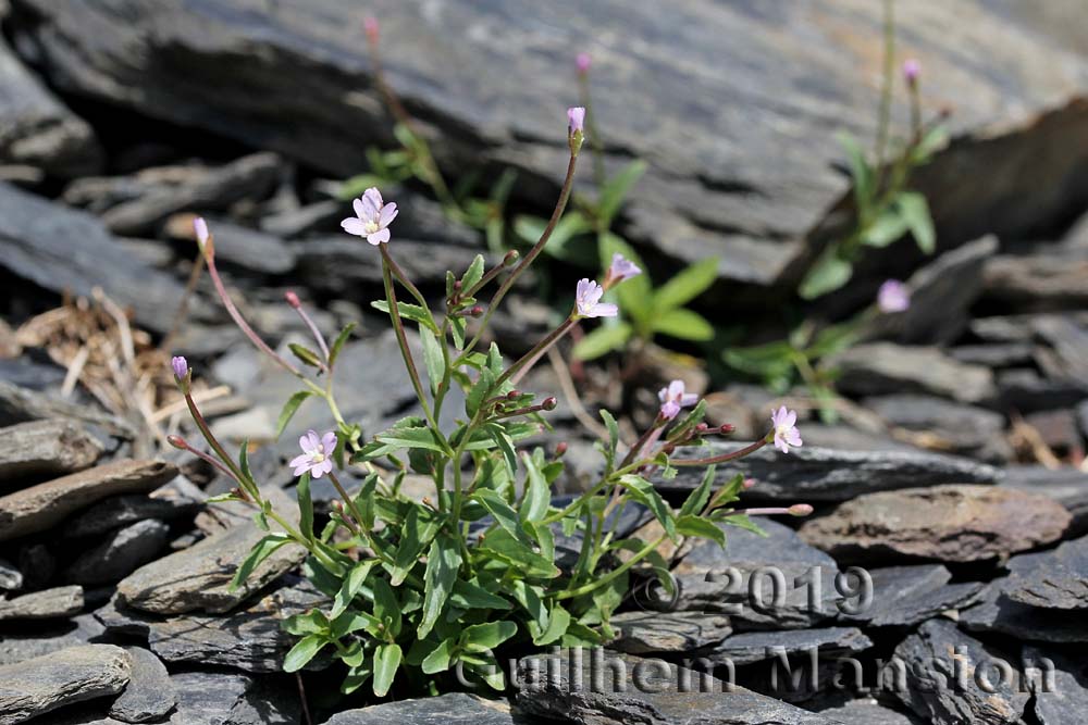 Epilobium anagallidifolium