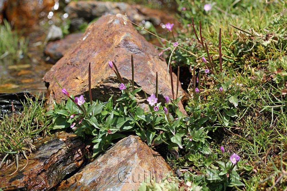 Epilobium anagallidifolium