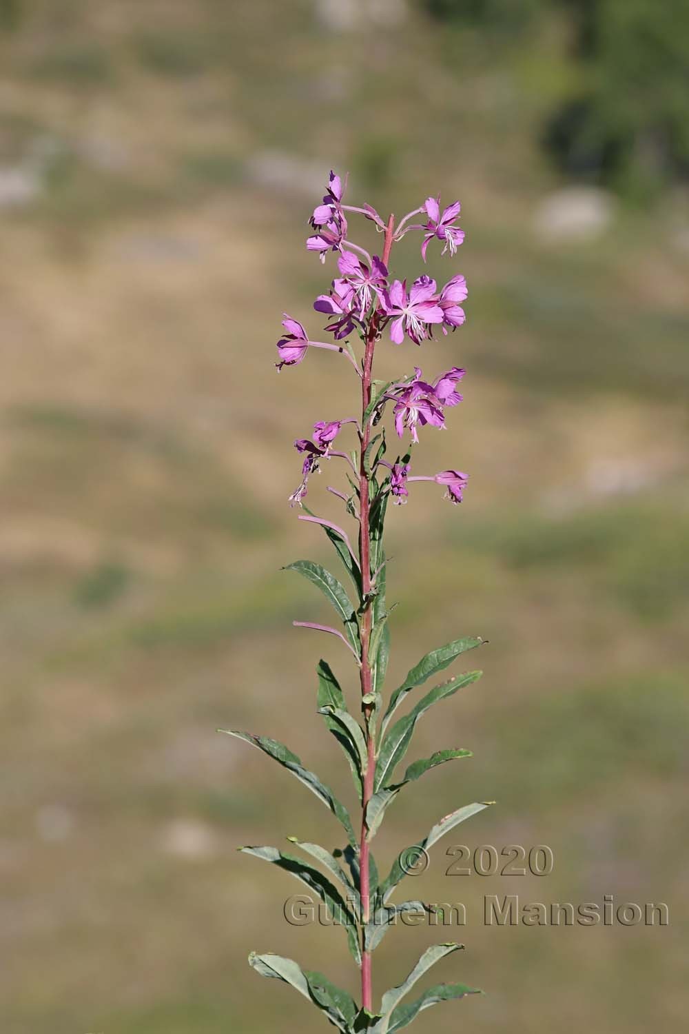 Epilobium angustifolium