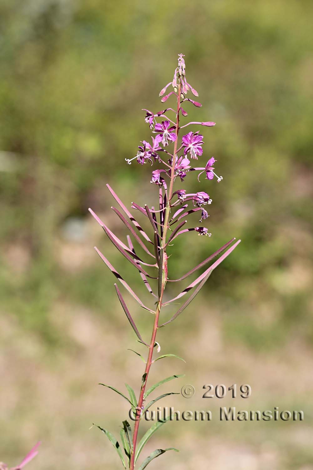 Epilobium angustifolium