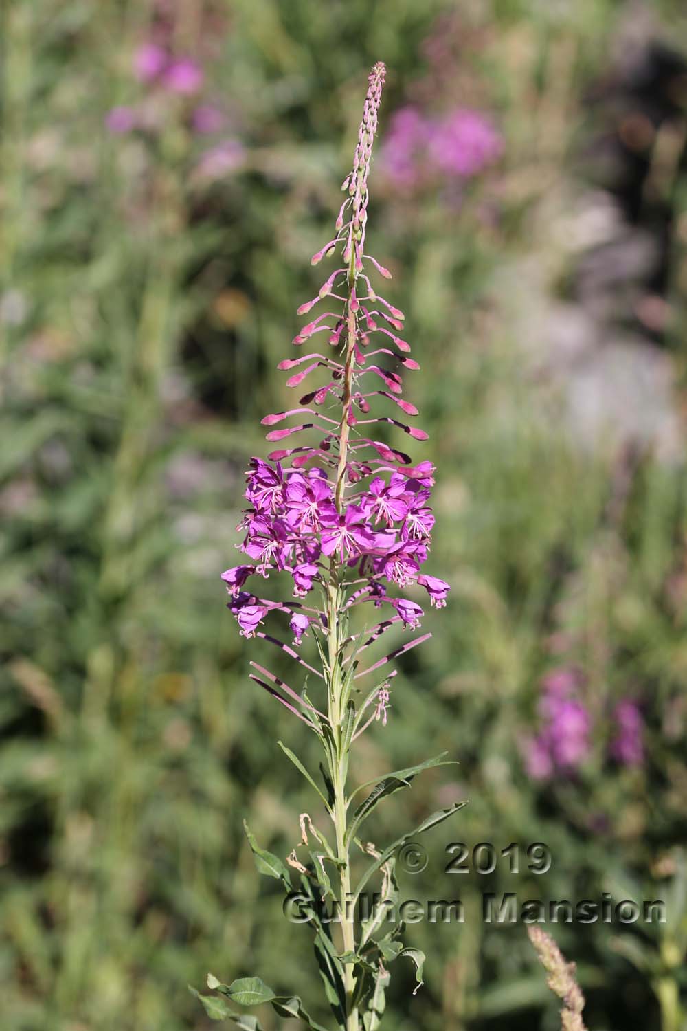 Epilobium angustifolium