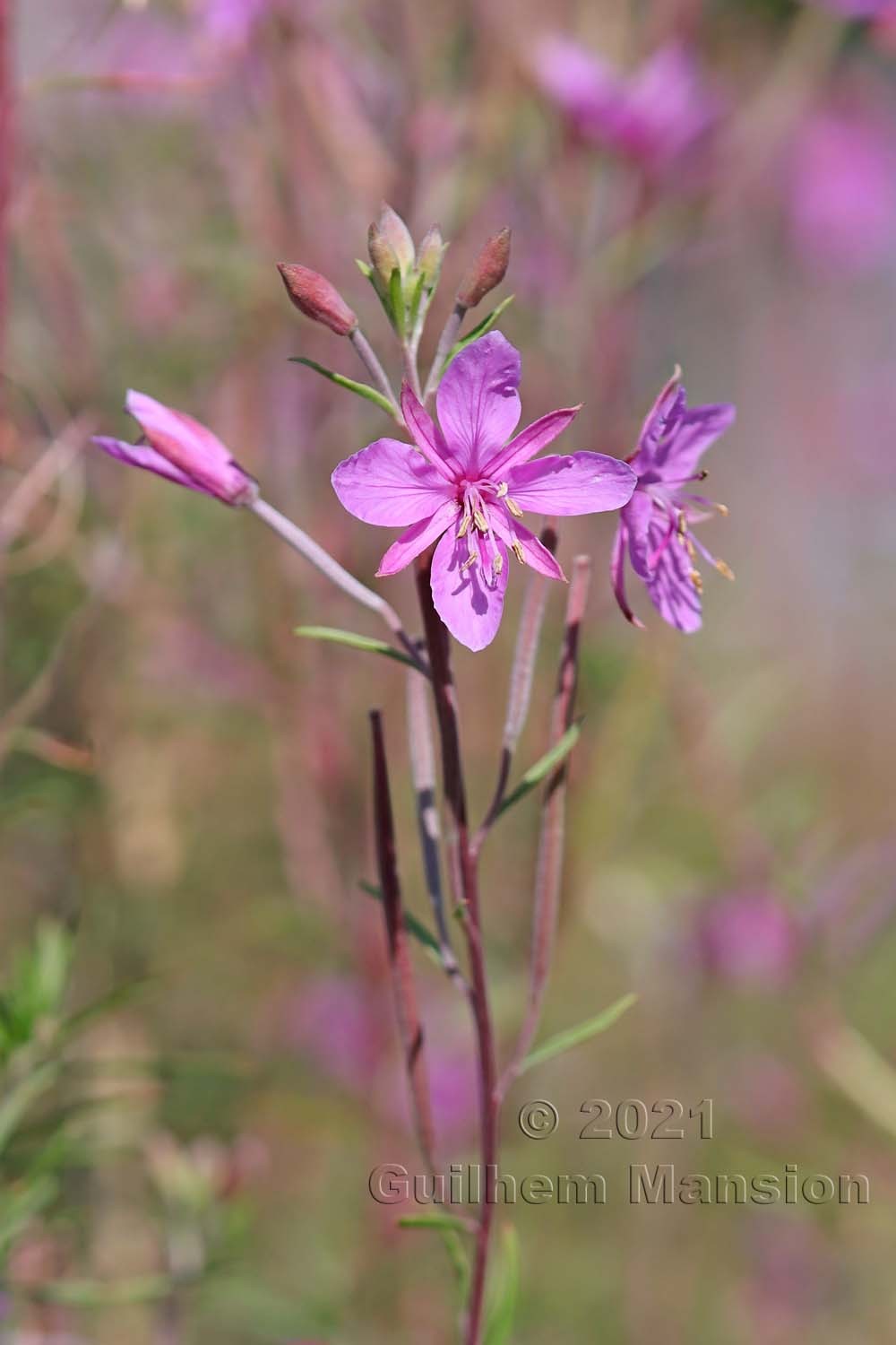 Epilobium dodonaei subsp. dodonaei