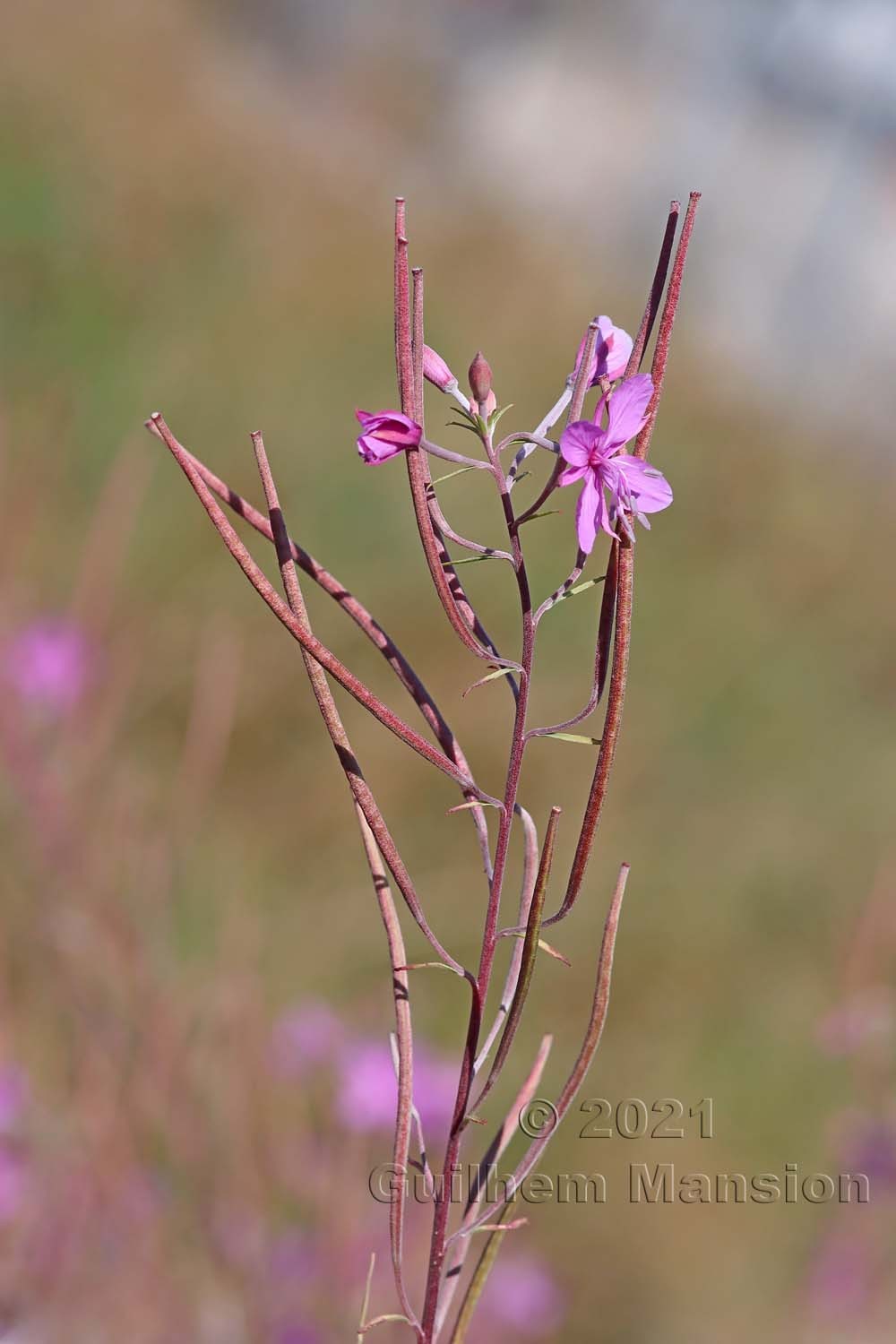 Epilobium dodonaei subsp. dodonaei