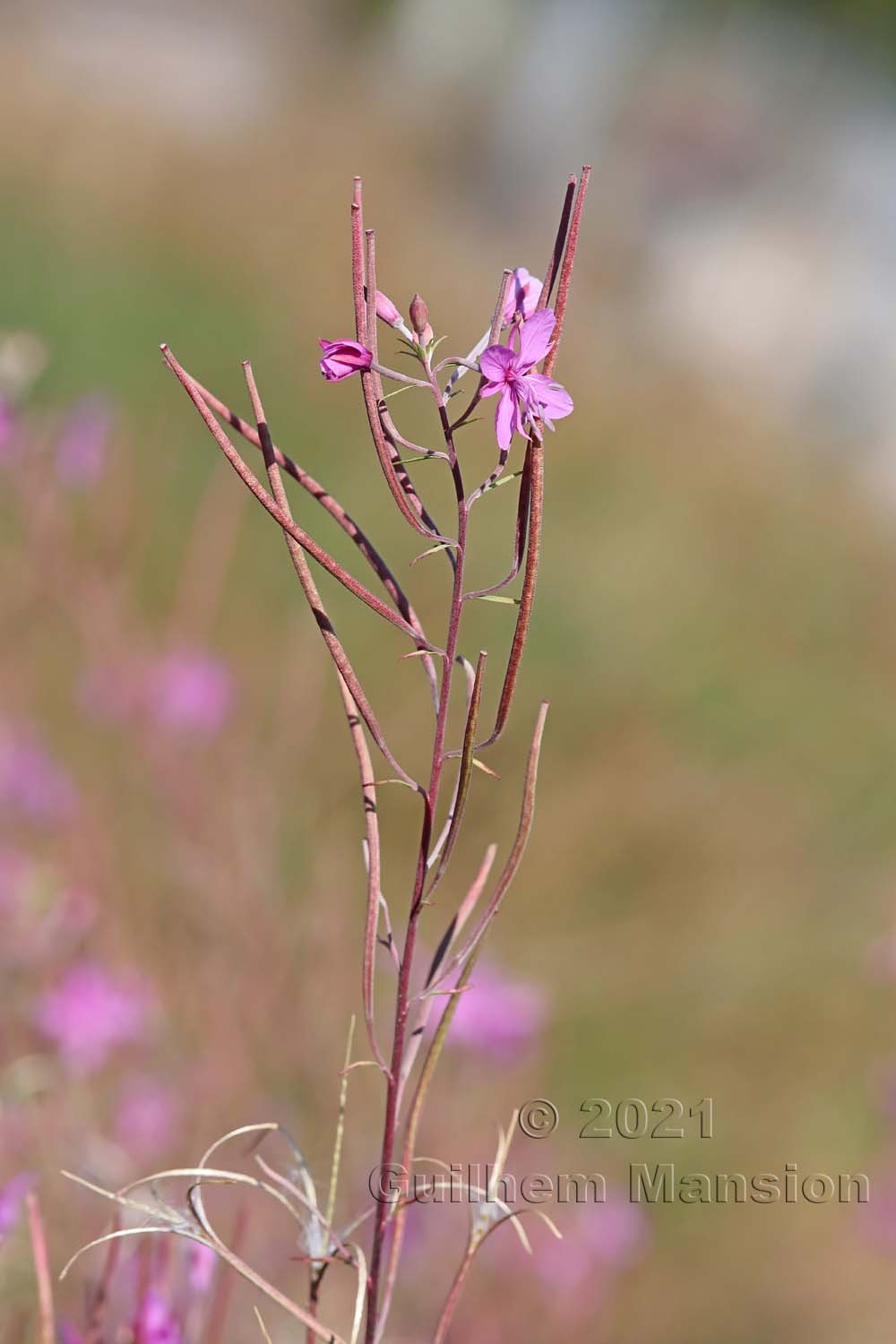 Epilobium dodonaei subsp. dodonaei