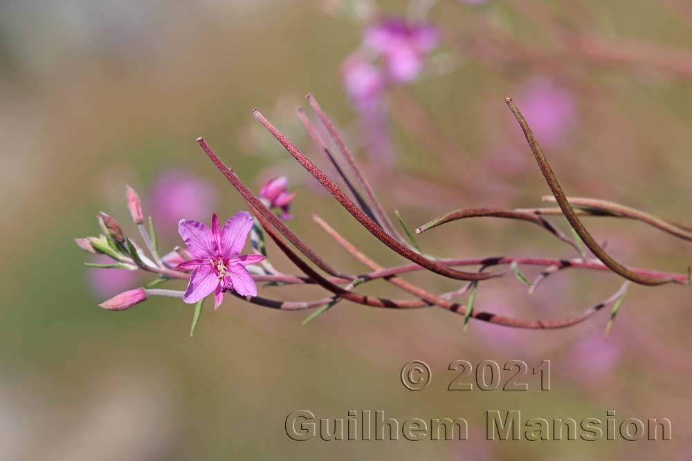 Epilobium dodonaei subsp. dodonaei