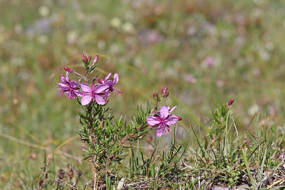 Epilobium dodonaei subsp. fleischeri