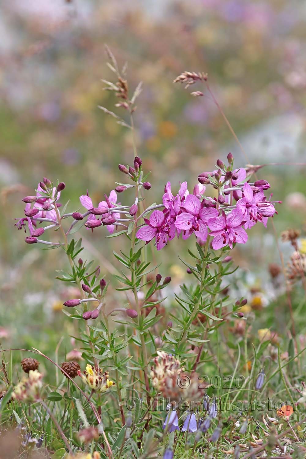 Epilobium dodonaei subsp. fleischeri