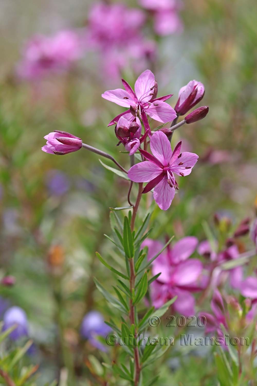 Epilobium dodonaei subsp. fleischeri