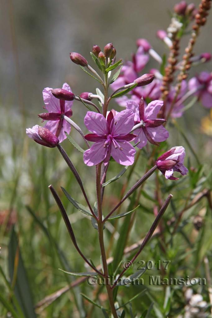 Epilobium dodonaei subsp. fleischeri